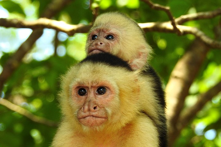 White Faced Monkey with baby